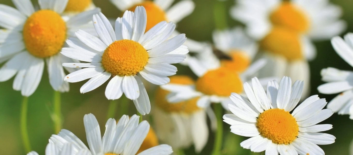 To χαμομήλι και οι άγνωστες χρήσεις του που δεν περνούσαν από το μυαλό σας